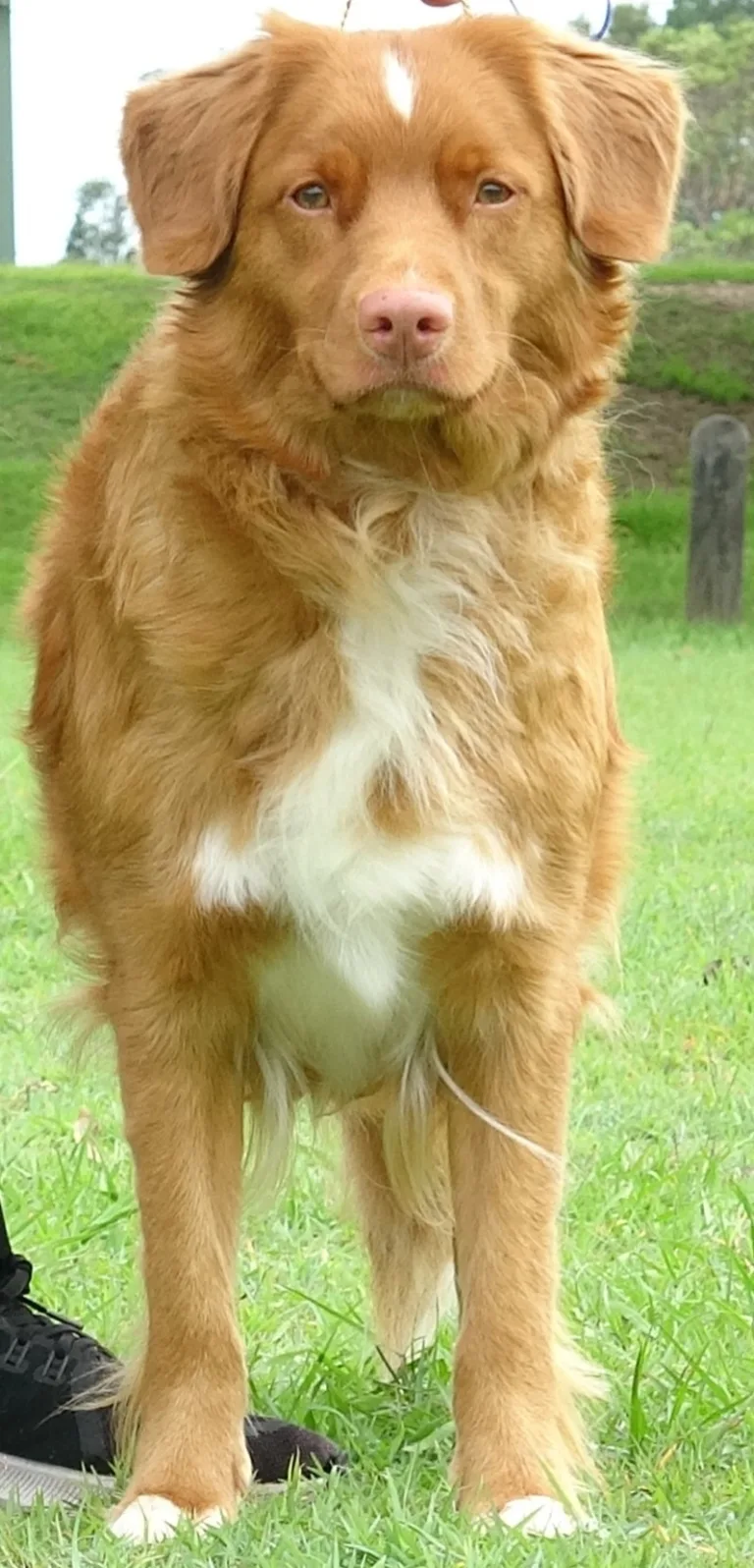 Sunny standing facing the camera, showing her white chest and blaze