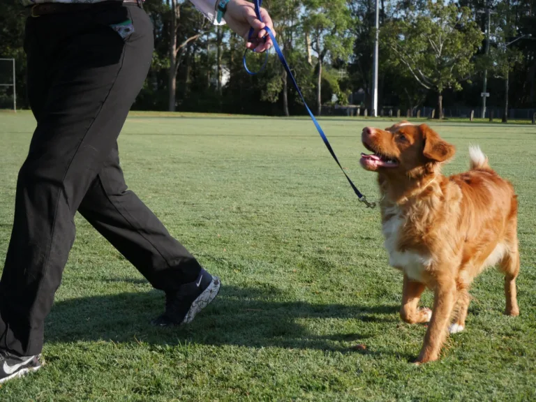 Sunny, a red Nova Scotia Duck Tolling Retriever, trotting on lead and looking up at her handler