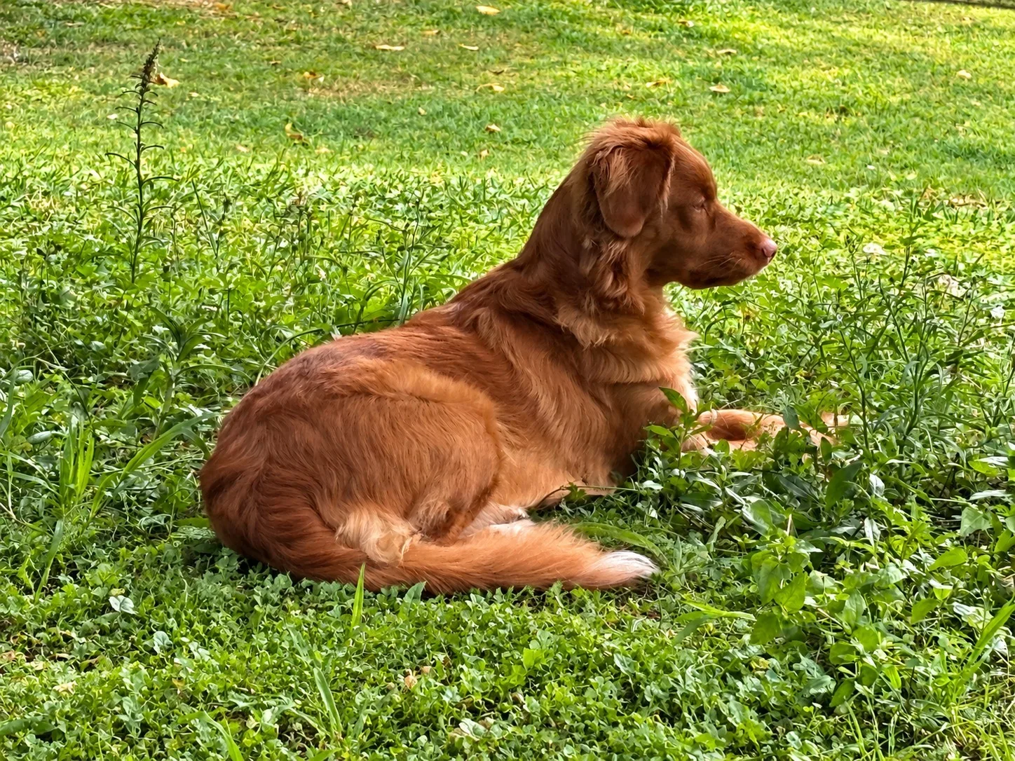Sunny, a red Nova Scotia Duck Tolling Retriever, lying relaxed in long grass and looking into the distance