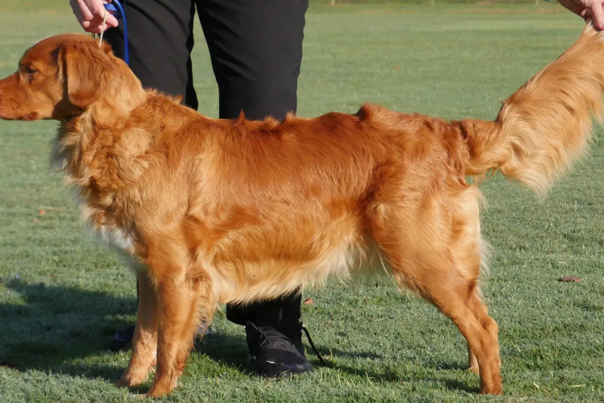 Sunny standing in profile