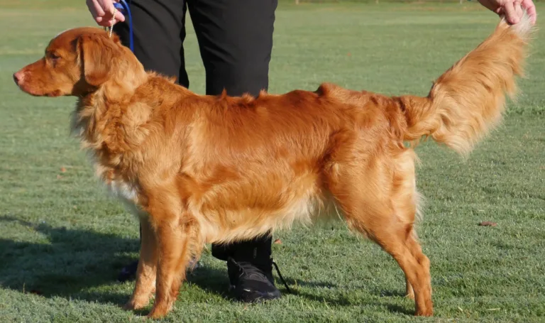 Sunny standing in profile while her handler holds her tail