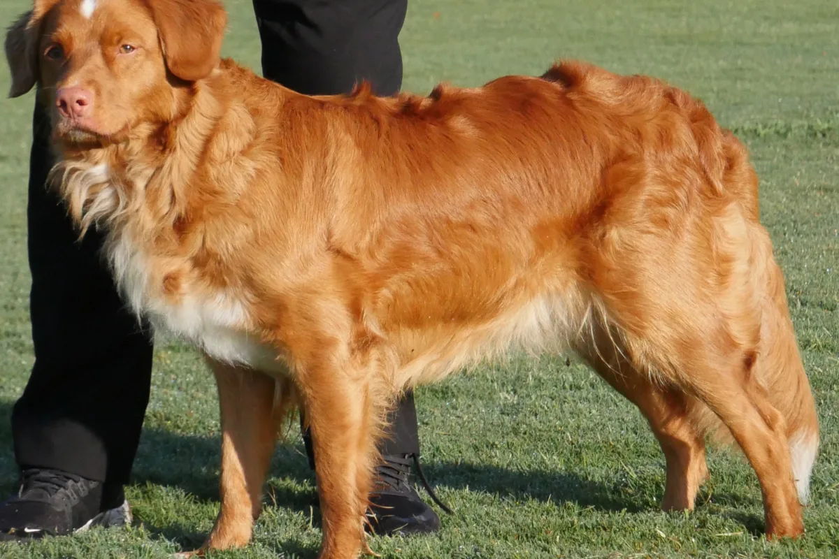 Sunny standing side-on on grass