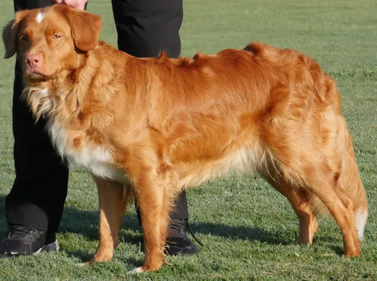 Sunny standing side-on on grass