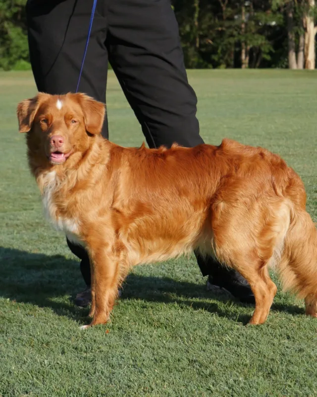 Sunny standing on grass in a park, looking towards the camera