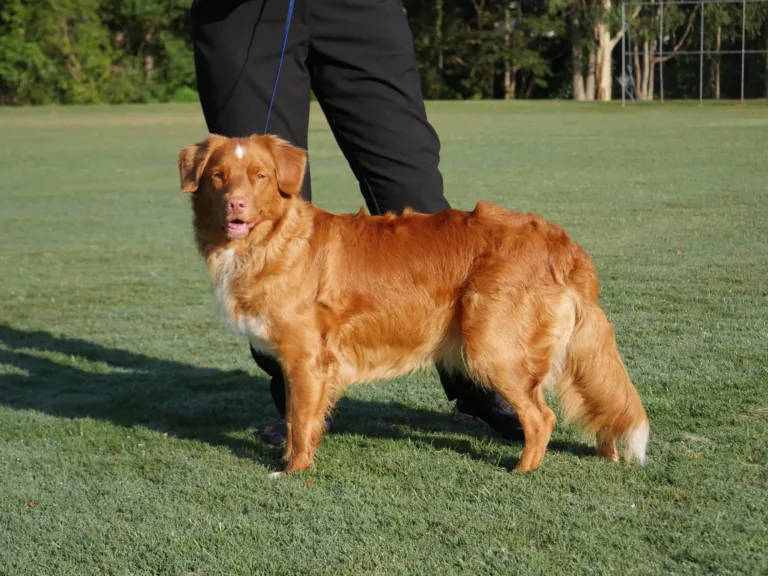 Sunny standing on grass in a park, looking towards the camera